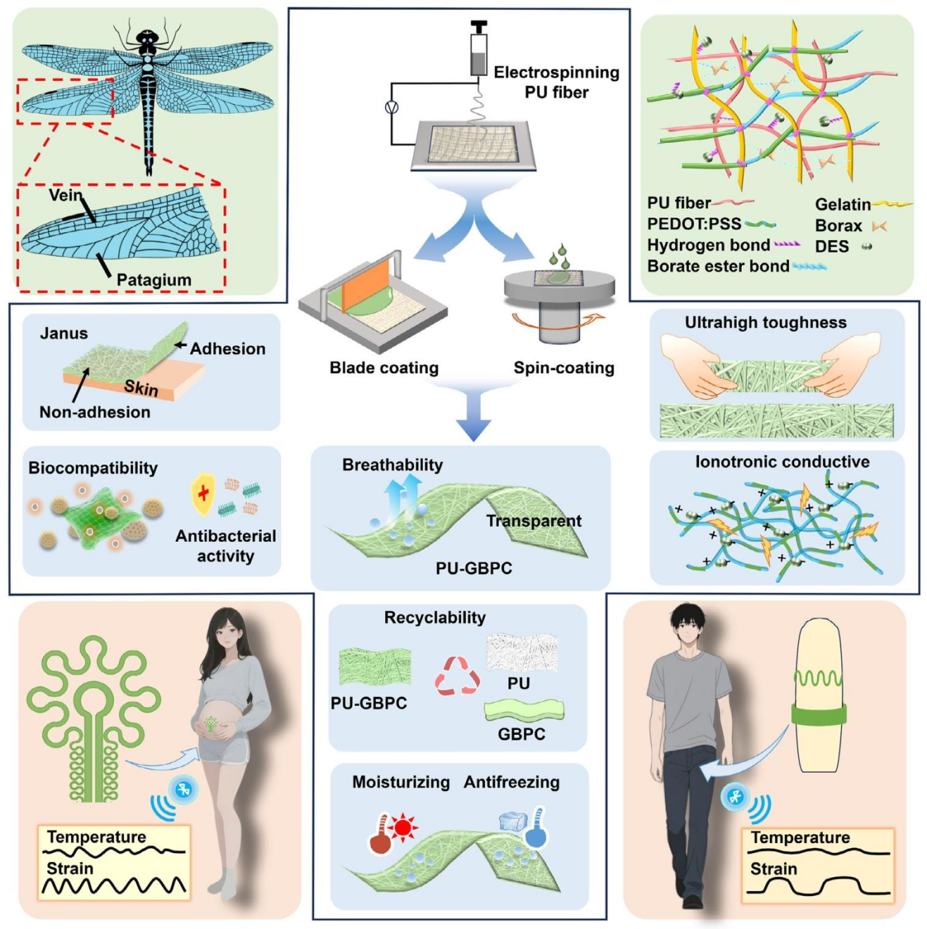 西安电子科技大学郝跃院士团队常晶晶教授&李迎春博士：微纤维增韧的Janus超薄水凝胶，用于孕期和勃起功能监测